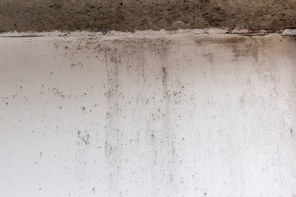 黒い型の白い壁。破壊されなければならない危険な真菌です。人間の健康のために非常に有害な寄生虫です - 写真・画像