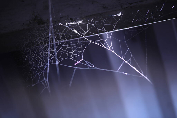 Scary Spider web Macro disparo - Foto, imagen