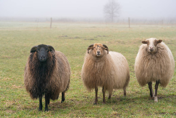 Three sheep in the mist. They look at camera, detail shot. Sheep feed on spring grass. Search for food. Agriculture and extensive traditional breeding - Photo, Image