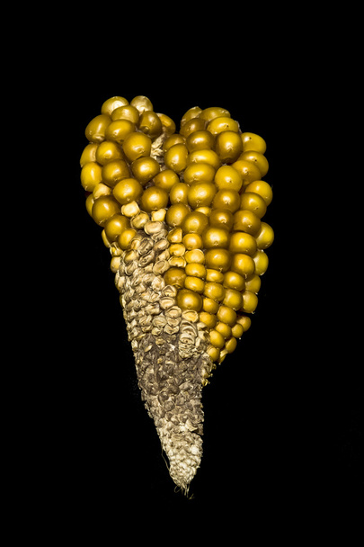 kukuřice klas, zlatý, klenot, eleganci, podivně tvar - Fotografie, Obrázek