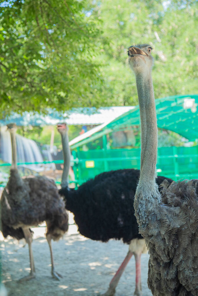 three ostriches stand near the fence. The background is blurred - Fotografie, Obrázek