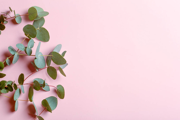 Eucalyptus branches on a pink background. Fresh eucalyptus leaves as a base for cosmetics based on natural oils and fragrances. - Foto, immagini