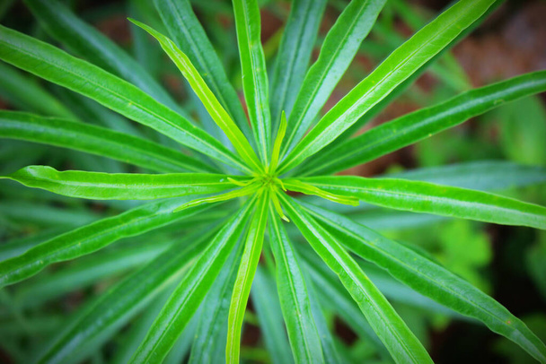 A top view of an umbrella sedge plant with green leaves - Zdjęcie, obraz