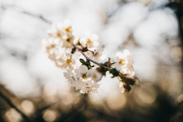 A selective focus of cherry blossoms in Spring - Photo, image