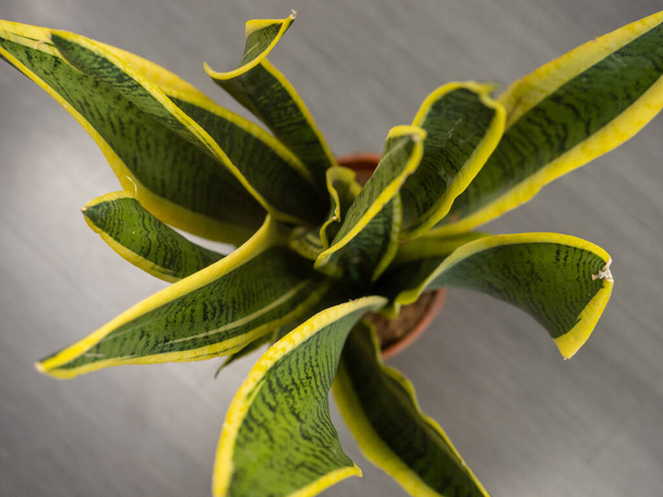 A top view of a sansevieria plant in a pot - Photo, image