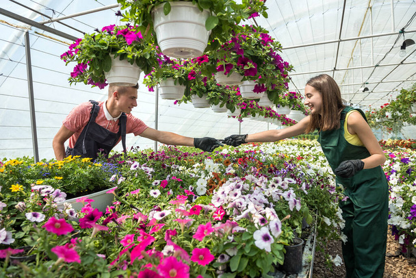 δύο ευτυχισμένοι κηπουροί σε ποδιές εργάζονται με λουλούδια φυτά στον κήπο του θερμοκηπίου της φύσης. Εαρινή περίοδος - Φωτογραφία, εικόνα