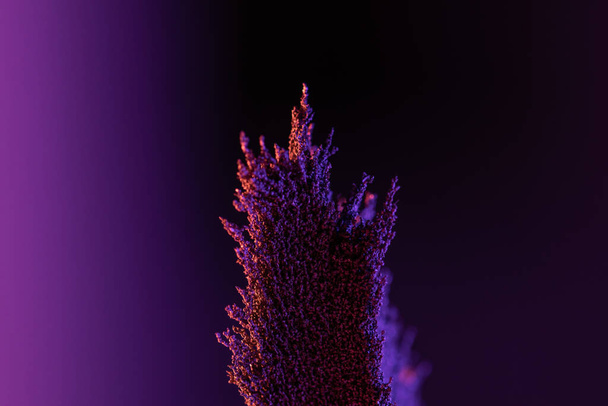 A selective focus shot of calluna heather mix under pink and green lights - 写真・画像