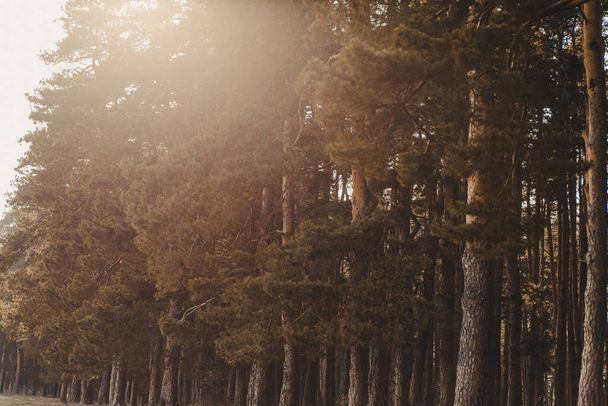 Ландшафт лісу, вкритого деревами під сонячним світлом восени
 - Фото, зображення