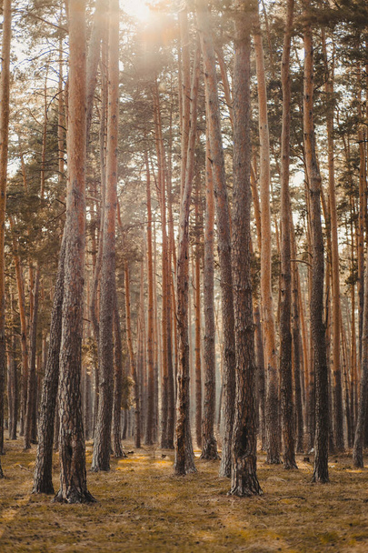 Un plano vertical de un bosque cubierto de árboles bajo la luz del sol en otoño - Foto, Imagen