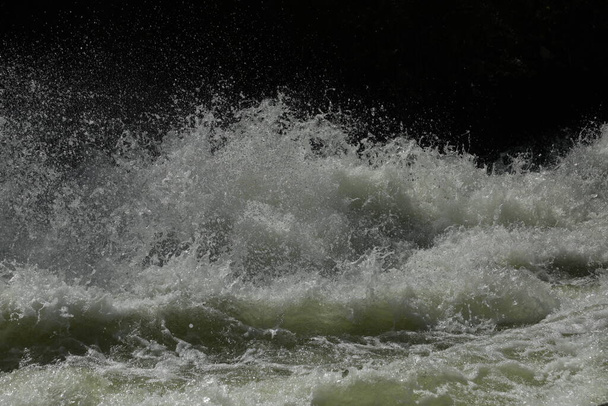 Водяні равлики на дамбі - Фото, зображення