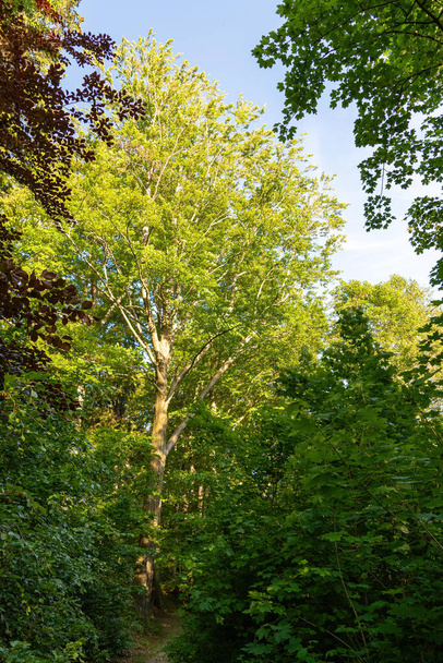 A closeup of scenic trees with lush green foliage in the deciduous forest - Photo, Image