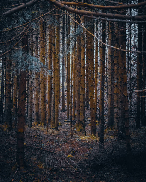 A vertical shot of bare trees in forest - Фото, изображение