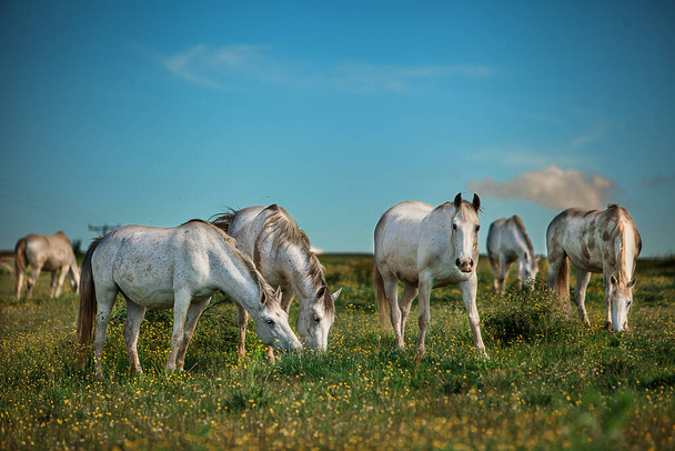 Piękne ujęcie eleganckich kolorowych koni wypasających się na słonecznym polu - Zdjęcie, obraz
