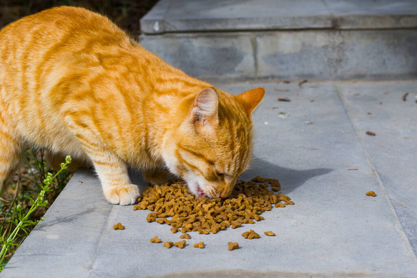 Kot z pokarmem dla kotów, proces jedzenia, rudy kot - Zdjęcie, obraz