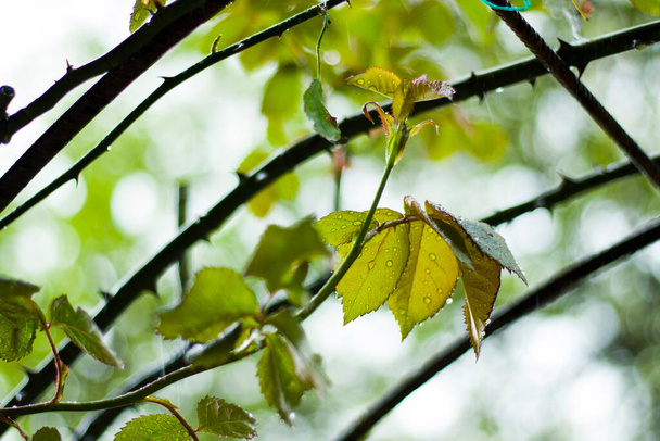 Yağmur sırasında gül yaprakları, yaprakların üzerine yağmur damlaları, yakın çekim - Fotoğraf, Görsel
