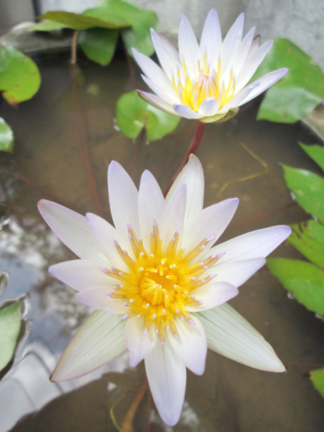 Kwiat lotosu  - Zdjęcie, obraz