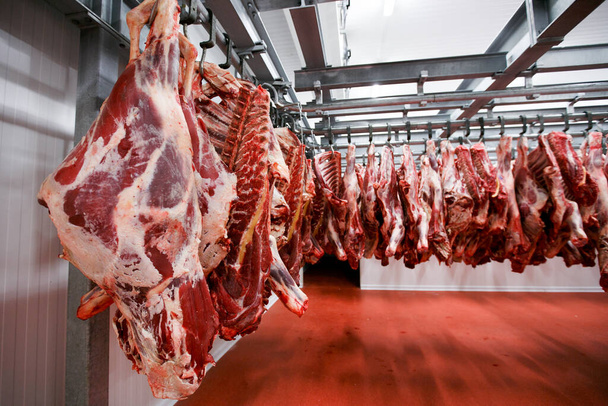 Un groupe de viande hachée crue suspendue et arrangée et transformée dans un dépôt dans un entrepôt, dans une usine de viande. - Photo, image