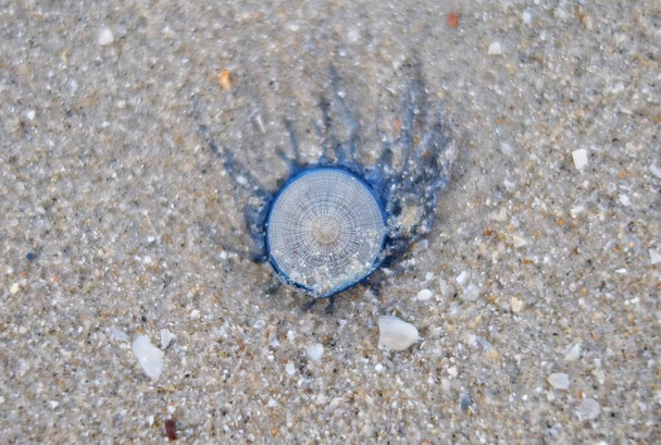 Lähikuva kuva sininen nappi meduusoja huuhtoutuu pitkin hiekkaranta Thaimaassa kesällä. - Valokuva, kuva