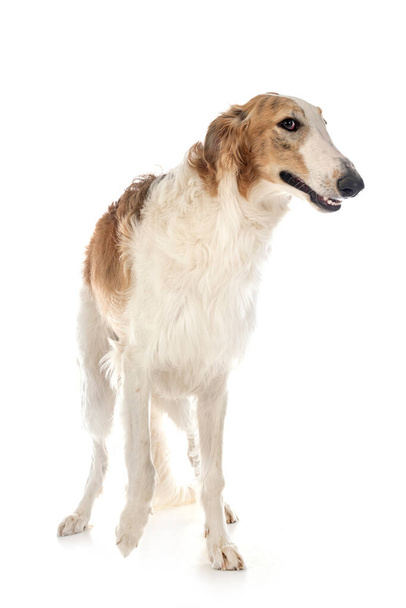 young borzoi in front of white background - Photo, Image