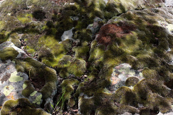 Rocks full of the moss texture in nature for wallpaper. - Photo, Image