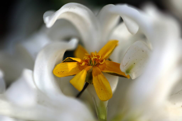 Весенние цветы вместе белый хризантема желтый цветок крупным планом мягкий фокус - Фото, изображение