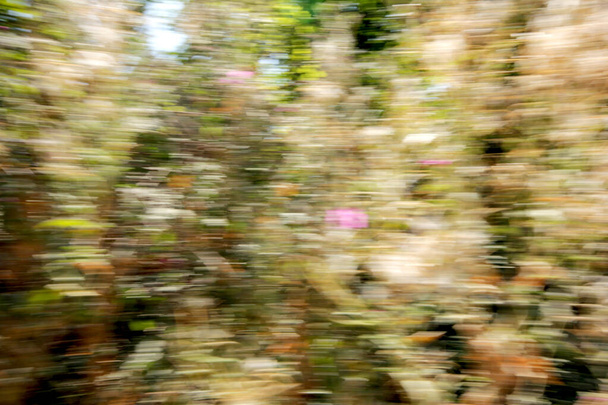 Doğa bulanık film arkaplan soyut dokusu    - Fotoğraf, Görsel