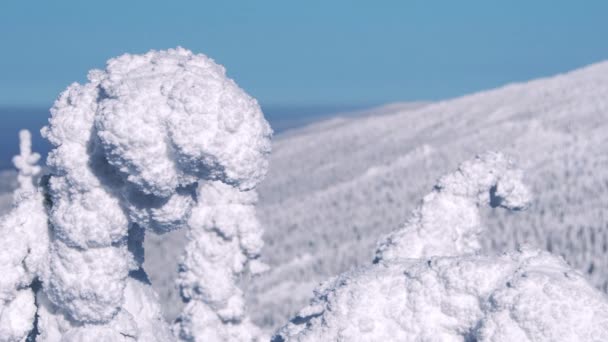 Drzewo wygięte pod ciężarem śniegu, poruszające się pod wiatr. - Materiał filmowy, wideo
