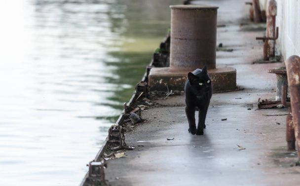 Een zwarte kat op een afgedankt wrak aan de oever van de Donau. - Foto, afbeelding