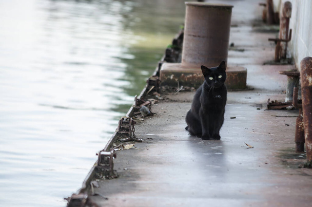 Μια μαύρη γάτα σε ένα ερείπιο στις όχθες του Δούναβη.. - Φωτογραφία, εικόνα