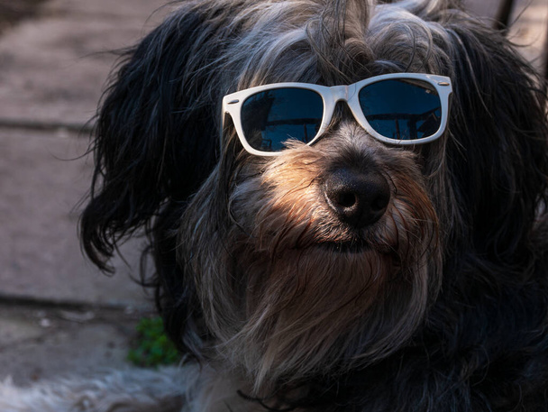 Polnischer Flachland-Schäferhund mit Sonnenbrille auf Holzbank mit rosa Zunge. Portrait von niedlichen großen schwarz-weißen flauschigen langen Wolle dick beschichteten Hund. Lustige Haustiere Sommer Sonne Urlaub Spaß Hintergrund - Foto, Bild