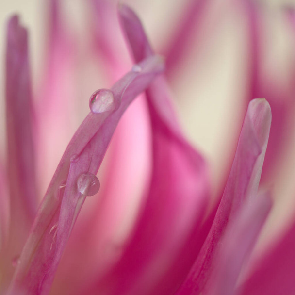 Foto macro di una dalia rosa. Fiori sfondo - Foto, immagini