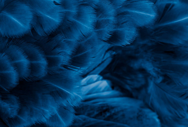 macro foto de plumas de gallina violeta. fondo o textura - Foto, Imagen