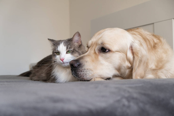 Gri kedi ve köpek golden retriever karyolada birlikte yatıyorlar. birbirleriyle evcil hayvan iletişimi. - Fotoğraf, Görsel