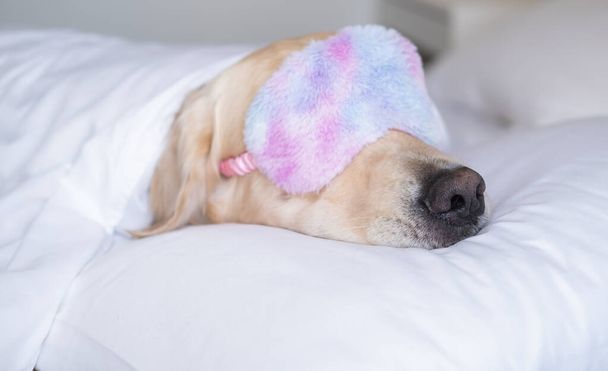 Golden Retriever pembe bir uyku maskesiyle uyuyor. Köpek bir battaniyenin altında beyaz bir yatakta yatıyor.. - Fotoğraf, Görsel