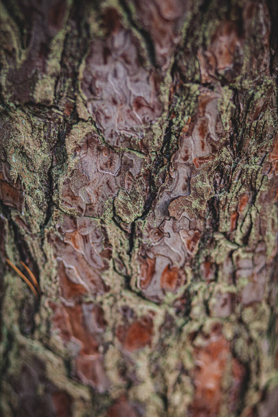 closeup texture of the surface of the trunk of a thick tree, wood,pine bark - Fotografie, Obrázek