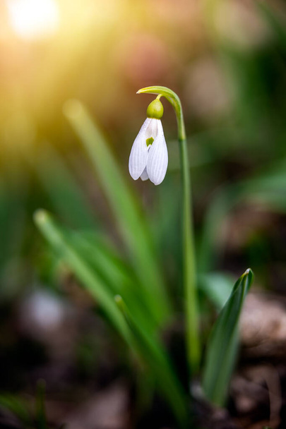 Snowdrop or common snowdrop (Galanthus nivalis) flower in the forest with warm sunshine at springtime. The first flowers of the Spring season are blooming - Photo, Image