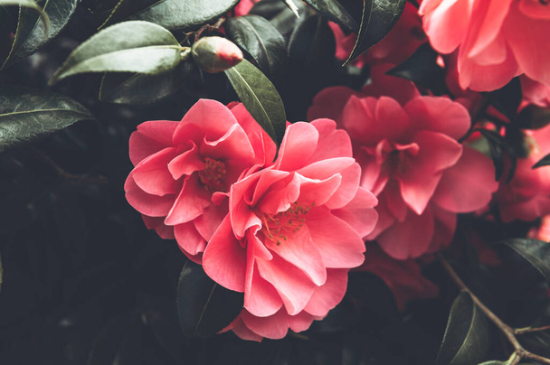 Różowe Camellia Drzewo z kwitnącymi kwiatami - Zdjęcie, obraz