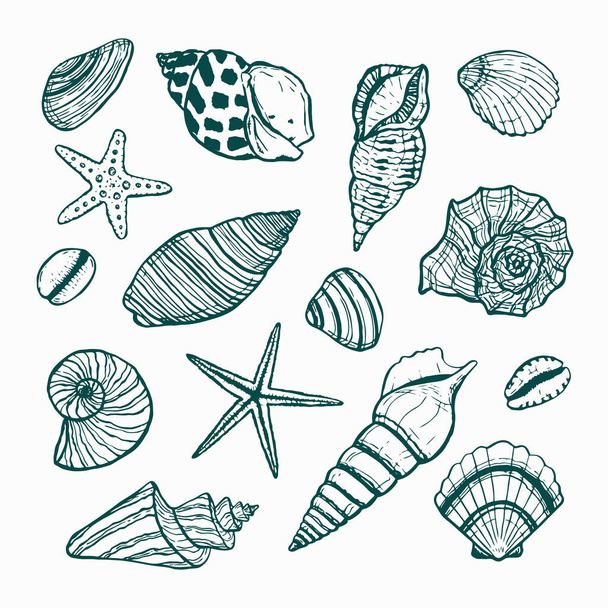 een verzameling zeesterren en schelpen. Vector tekende de omtrek van verschillende schelpen. Onderwaterwereld, zomerthema - Vector, afbeelding
