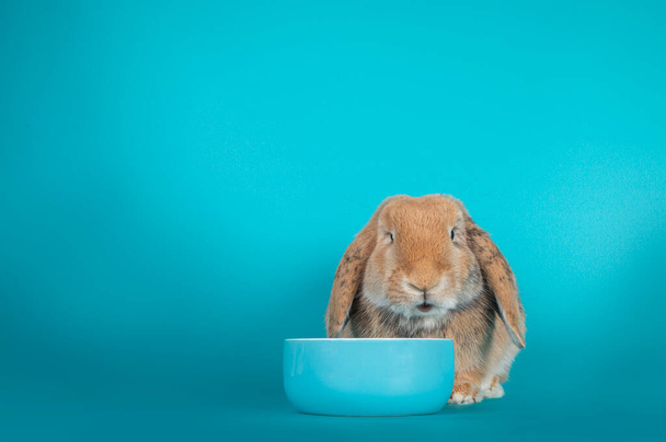 Cute lop ear rabbit, sitting behind food bowl with mouth little open. Looking at camera. Isolated on turquoise background. - Photo, Image