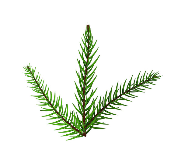 Pine or fir tree branch isolated on white background - Διάνυσμα, εικόνα