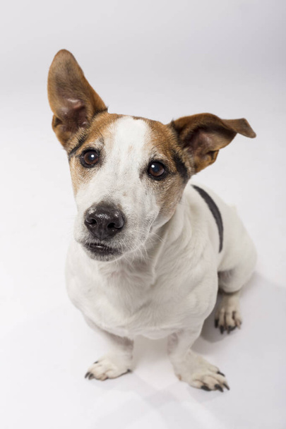 Studio portrait of an expressive Jack Russell Terrier Dog against white background - Foto, imagen
