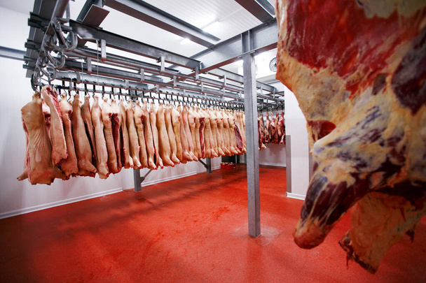 Demi-boeuf morceaux frais accrochés et disposés dans une rangée dans un grand réfrigérateur dans l'industrie de la viande de réfrigérateur. Vue horizontale. - Photo, image