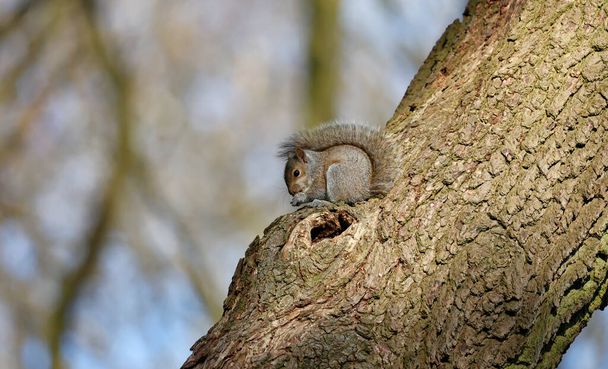 Szürke mókusok az erdőben - Fotó, kép