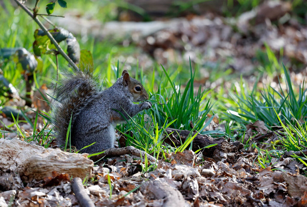 Écureuils gris dans les bois - Photo, image