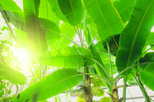 Banana palm leaves block out the sunlight, glare - Foto, imagen