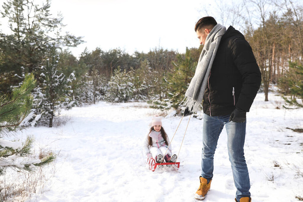Father pulling sledge with his daughter outdoors on winter day. Christmas vacation - 写真・画像