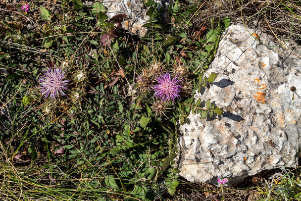 Una planta rara, de tamaño insuficiente (Centaurea raphanina ssp. mixta (DC.) Runemark) crece y florece con flores rosadas en un primer plano de roca en un día de primavera. - Foto, imagen