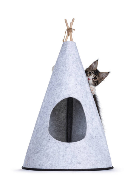 Linda tabby negro con blanco Maine Coon gato gatito, colgando en la parte posterior de gris fieltro tipi tienda. Mirando hacia la cámara. Aislado sobre un fondo blanco. - Foto, Imagen