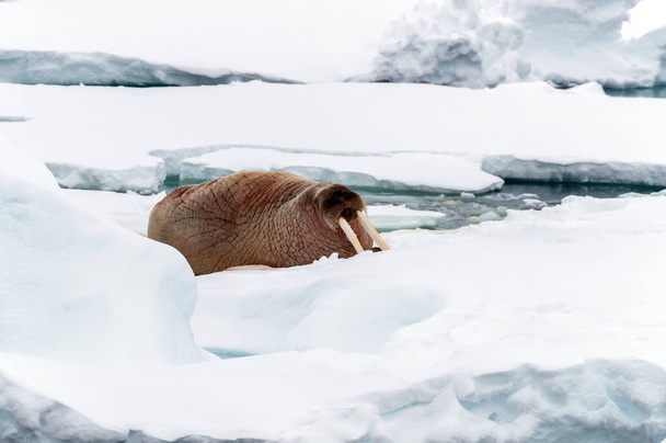 Una sola morsa adulta, odobenus rosmarus, descansa sobre el hielo de la manada frente a la costa de Svalbard. Océano Ártico en aproximadamente 80 Norte. De cerca..   - Foto, imagen