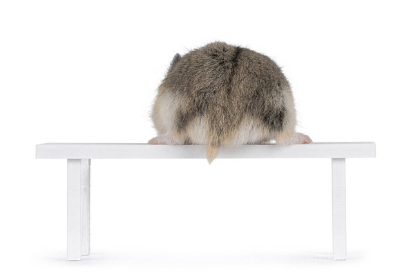Brown baby hamster, sitting backwards on 3D printed doll house bench showing ass and tail. Looking towards camera. Isolated on white background. - Fotó, kép